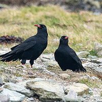 Buy canvas prints of Choughs at Aberffraw. by Colin Allen