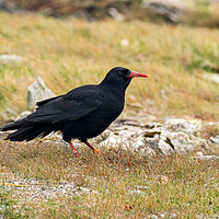 Buy canvas prints of Majestic Chough on a Coastal Adventure by Colin Allen