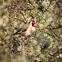 Buy canvas prints of The Beautiful Goldfinch.   by Colin Allen