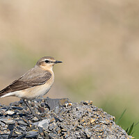 Buy canvas prints of The Vibrant Wheatear by Colin Allen