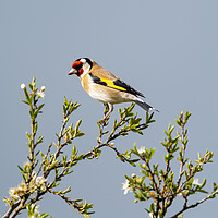 Buy canvas prints of The Beautiful Goldfinch.   by Colin Allen