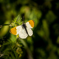 Buy canvas prints of The Beautiful Orange Tip Butterfly. by Colin Allen