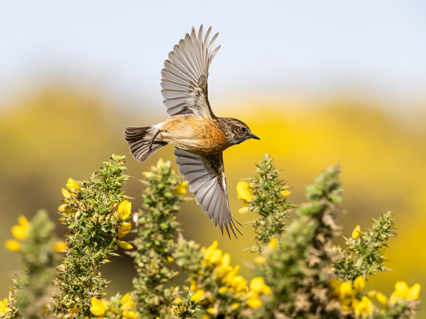 Stonechat Flying through gorse in bloom.   Picture Board by Colin Allen