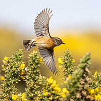 Buy canvas prints of Stonechat Flying through gorse in bloom.   by Colin Allen