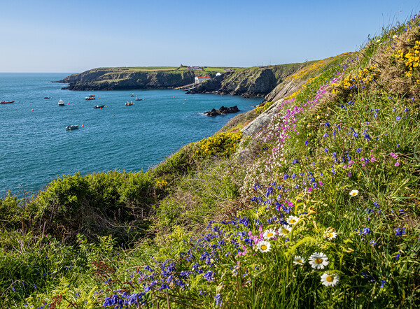Flowers on the Cliffs of St Justinian's, Wales. Picture Board by Colin Allen