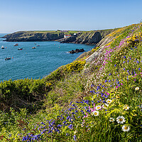 Buy canvas prints of Flowers on the Cliffs of St Justinian's, Wales. by Colin Allen