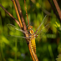 Buy canvas prints of The Enchanting Dragonfly by Colin Allen