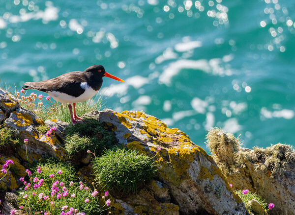 Vibrant Oystercatcher by the Sea Picture Board by Colin Allen