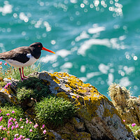 Buy canvas prints of Vibrant Oystercatcher by the Sea by Colin Allen