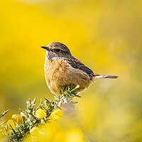 Buy canvas prints of  Vibrant Stonechat  by Colin Allen