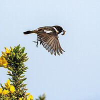 Buy canvas prints of Stonechat Flying to Feed Young.  by Colin Allen