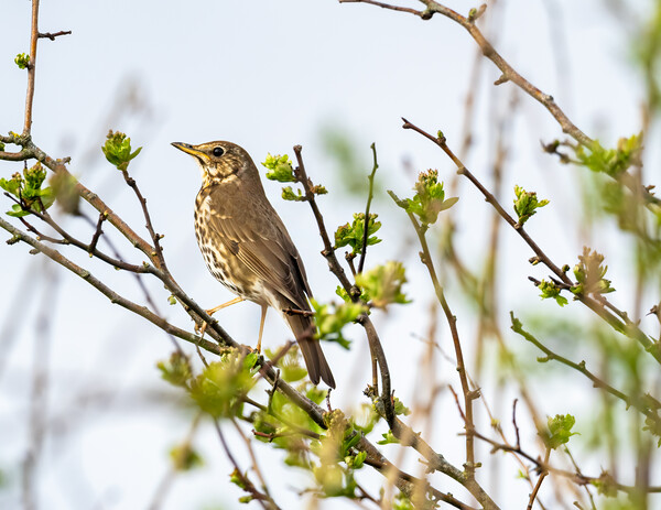 Song Thrush Picture Board by Colin Allen