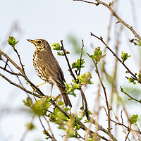 Buy canvas prints of Song Thrush by Colin Allen