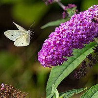 Buy canvas prints of Small White Butterfly in Flight. by Colin Allen