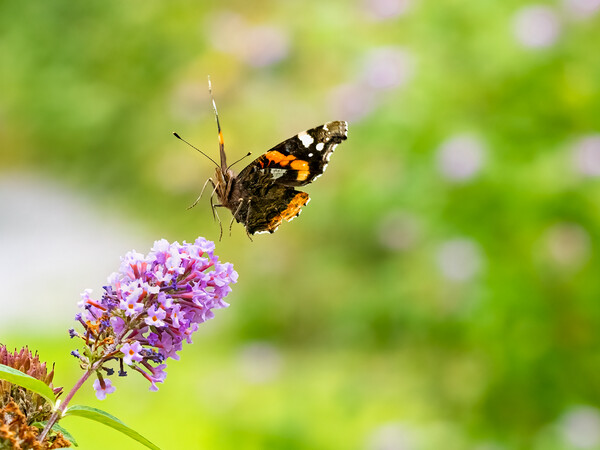 Red Admiral Butterfly in Flight. Picture Board by Colin Allen