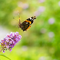 Buy canvas prints of Red Admiral Butterfly in Flight. by Colin Allen