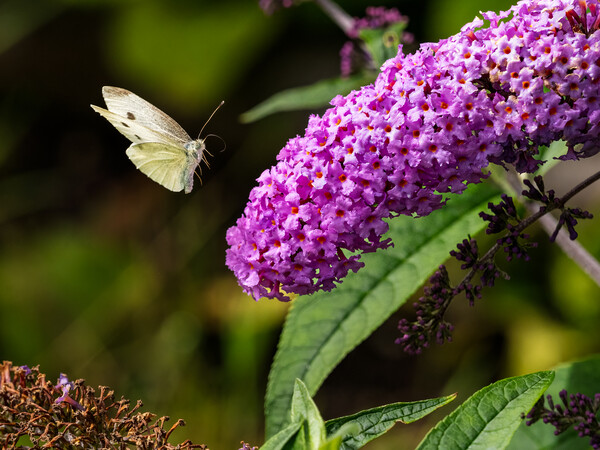 Small White Butterfly in Flight. Picture Board by Colin Allen