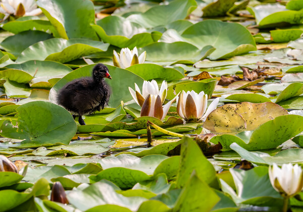 Moorhen on Bosherston Lily Ponds, Pembrokeshire Picture Board by Colin Allen