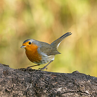 Buy canvas prints of Robin  by Colin Allen