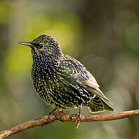 Buy canvas prints of Starling by Colin Allen