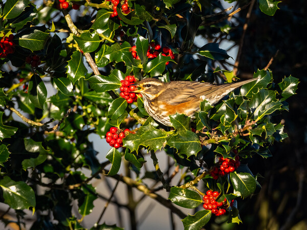 Redwing Enjoying Holly Berries. Picture Board by Colin Allen
