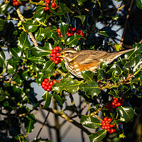 Buy canvas prints of Redwing Enjoying Holly Berries. by Colin Allen