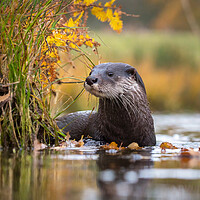 Buy canvas prints of Otter in Autumn. by Colin Allen