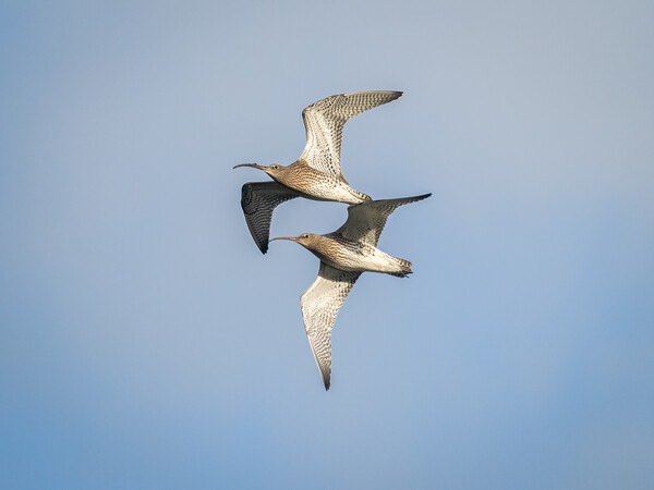 Curlews in Flight. Picture Board by Colin Allen
