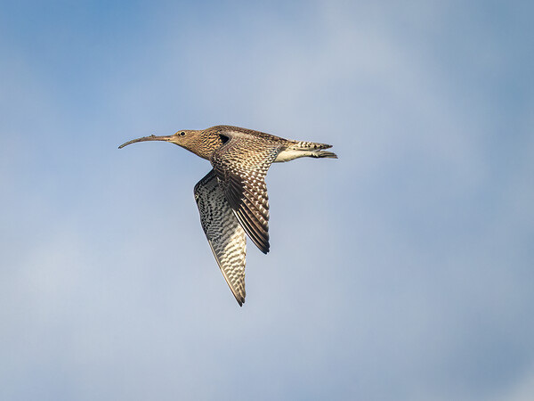 Curlew in Flight. Picture Board by Colin Allen