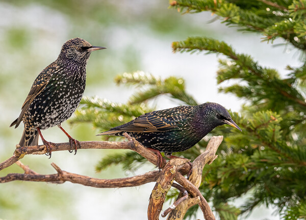 Starlings in the Snow. Picture Board by Colin Allen