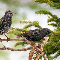 Buy canvas prints of Starlings in the Snow. by Colin Allen
