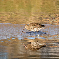 Buy canvas prints of Curlew in Golden Sunlight. by Colin Allen