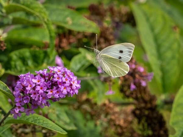 Large White Butterfly in Flight Picture Board by Colin Allen