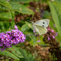 Buy canvas prints of Large White Butterfly in Flight by Colin Allen