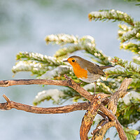 Buy canvas prints of Robin in the Snow. by Colin Allen