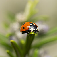 Buy canvas prints of The Seven Spot Ladybird. by Colin Allen