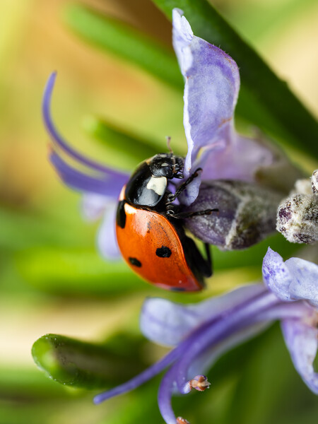 The Seven Spot Ladybird. Picture Board by Colin Allen