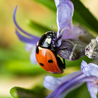 Buy canvas prints of The Seven Spot Ladybird. by Colin Allen
