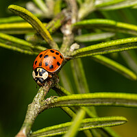 Buy canvas prints of The Eighteen Spotted Ladybird. by Colin Allen