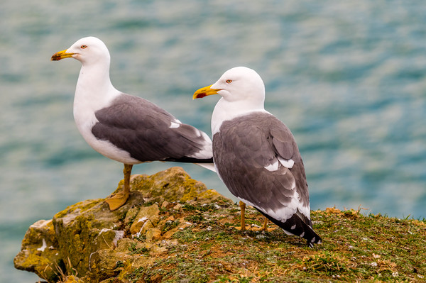 A Pair of Lesser Black Backed Gulls Picture Board by Colin Allen
