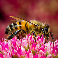 Buy canvas prints of Honey Bee at Work by Colin Allen