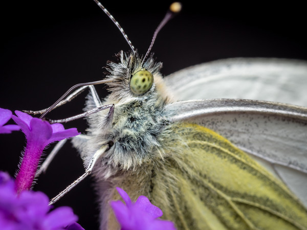 The Eye of the Green-Veined Butterfly Picture Board by Colin Allen