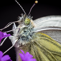 Buy canvas prints of The Eye of the Green-Veined Butterfly by Colin Allen