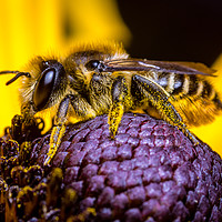 Buy canvas prints of  Honey Bee collecting  Pollen. by Colin Allen