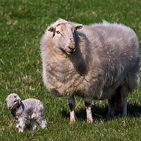 Buy canvas prints of The New Arrival. A Newly Born Lamb on Anglesey. by Colin Allen