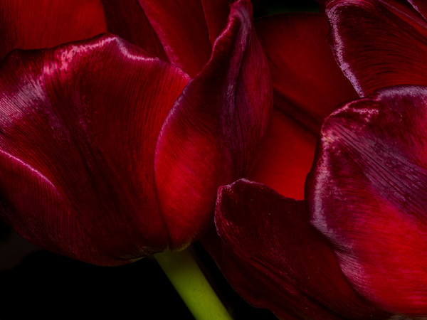 The Passionate Dance of Red Tulips Picture Board by Colin Allen