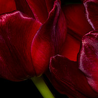 Buy canvas prints of The Passionate Dance of Red Tulips by Colin Allen