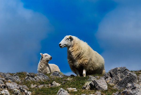 Sheep - Mother and Baby Lamb. Picture Board by Colin Allen