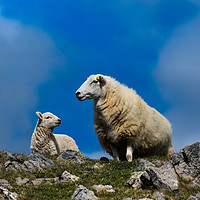 Buy canvas prints of Sheep - Mother and Baby Lamb. by Colin Allen