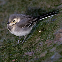 Buy canvas prints of  Young  Pied Wagtail by Colin Allen